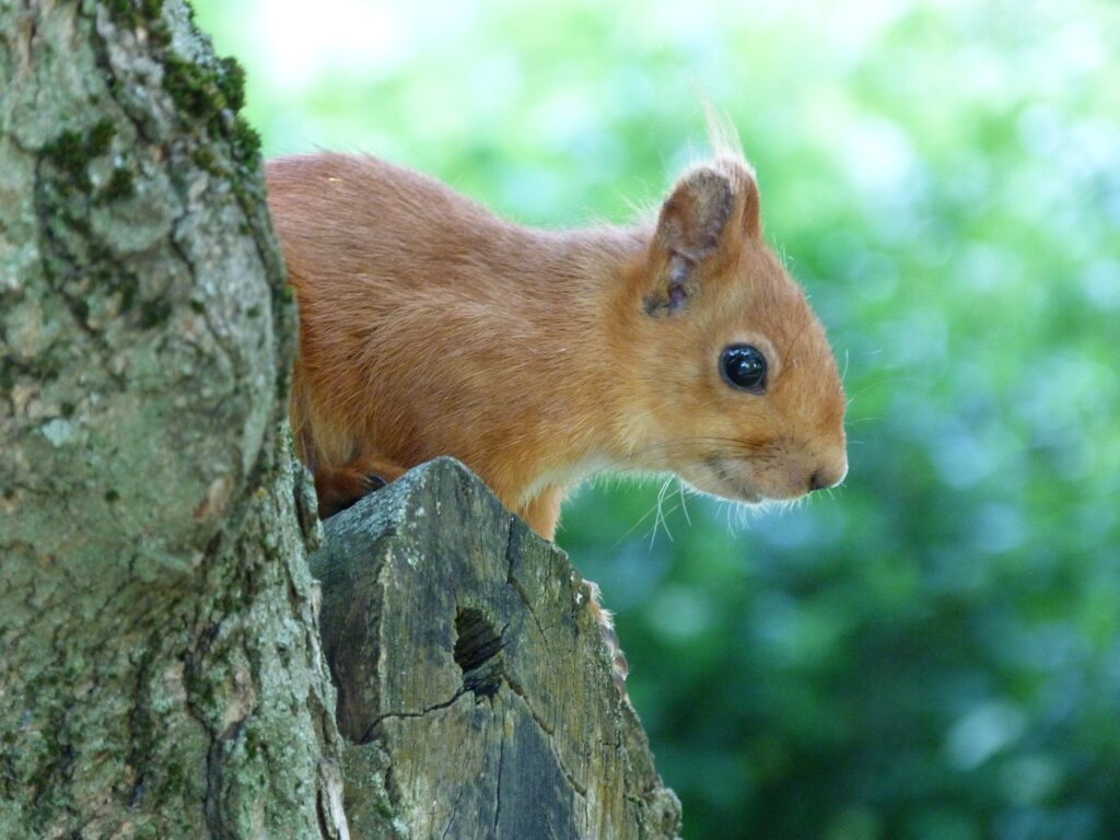 Curious Squirrel Showcases Bright Eyes in Vibrant Forest Background Wallpaper