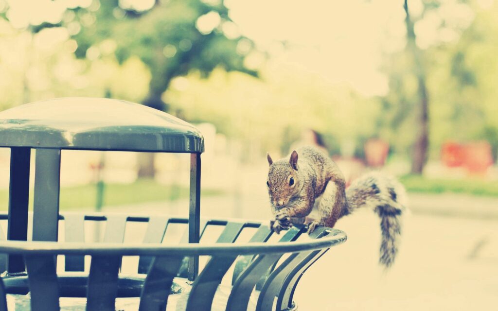 Curious Squirrel on Trash Can – Serene Urban Wallpaper (1920x1200)