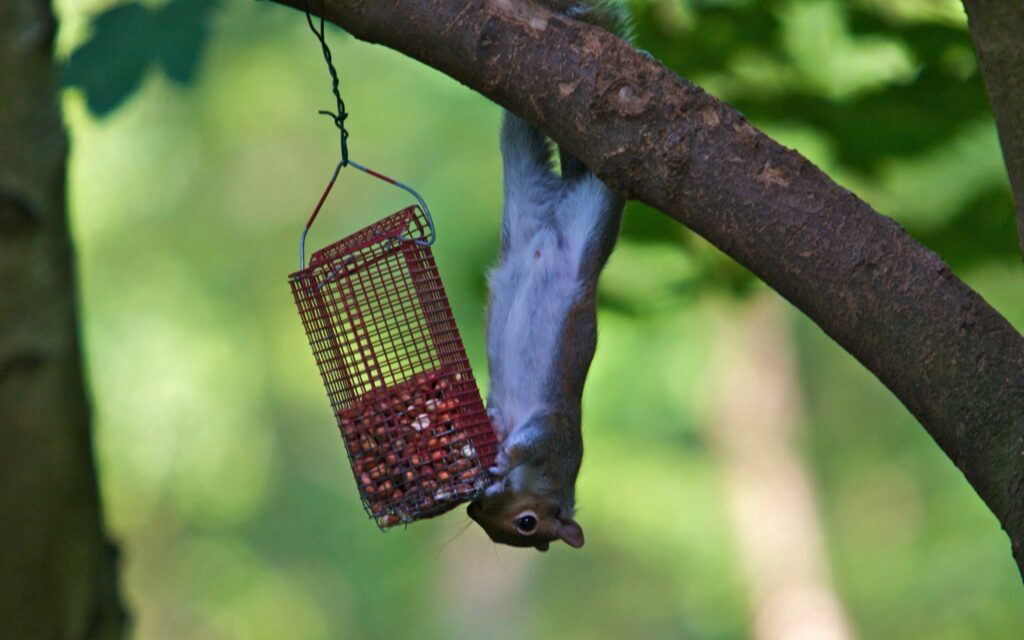 Curious Squirrel Upside Down Enjoys Seeds in Lush Forest Wallpaper