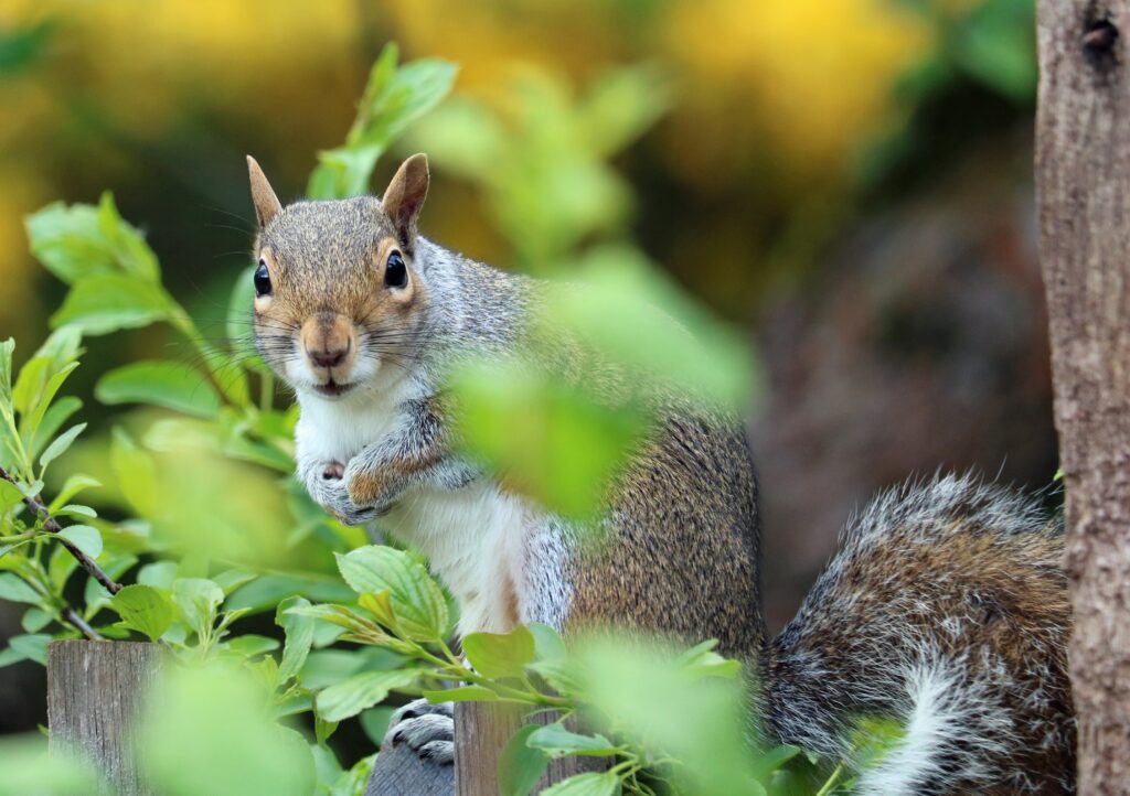 Curious Squirrel in Lush Green Foilage - Nature Wallpaper