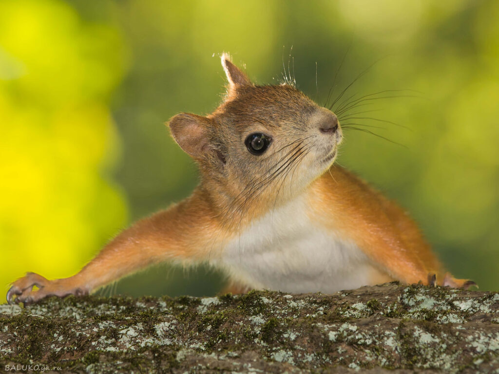 Curious Squirrel on a Tree: Vibrant Green Wallpaper Background