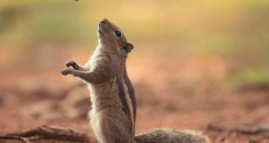 Curious Squirrel in Nature: Captivating Animal Planet Wallpaper