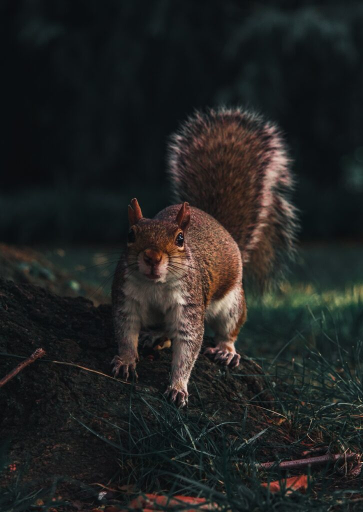 Curious Squirrel Wallpaper: Vibrant Wildlife on Tree Trunk