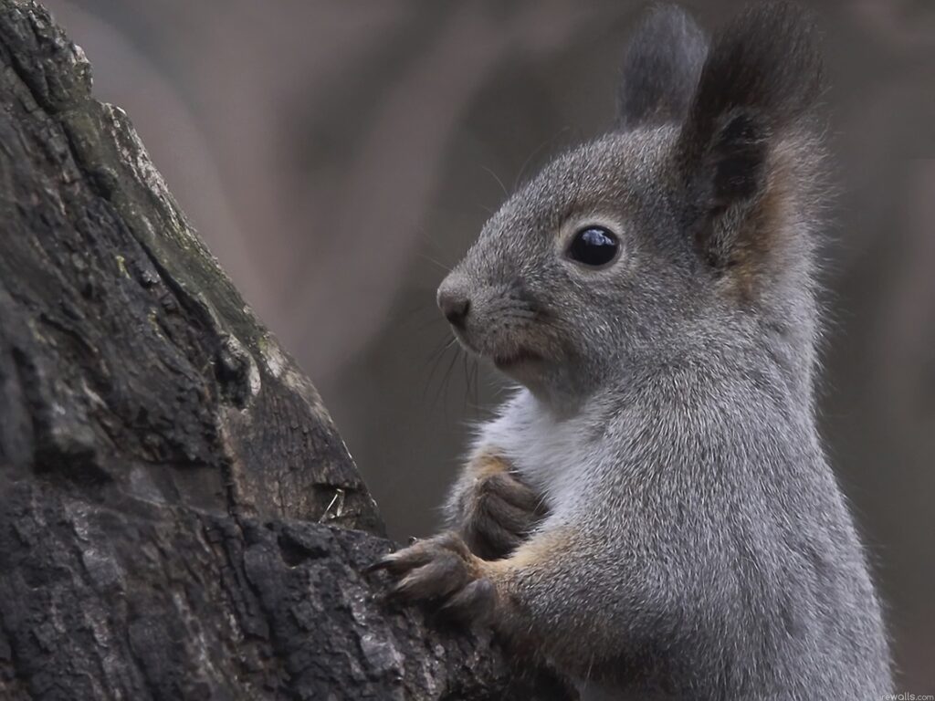 Curious Squirrel Wallpaper - Nature's Woodland Charm