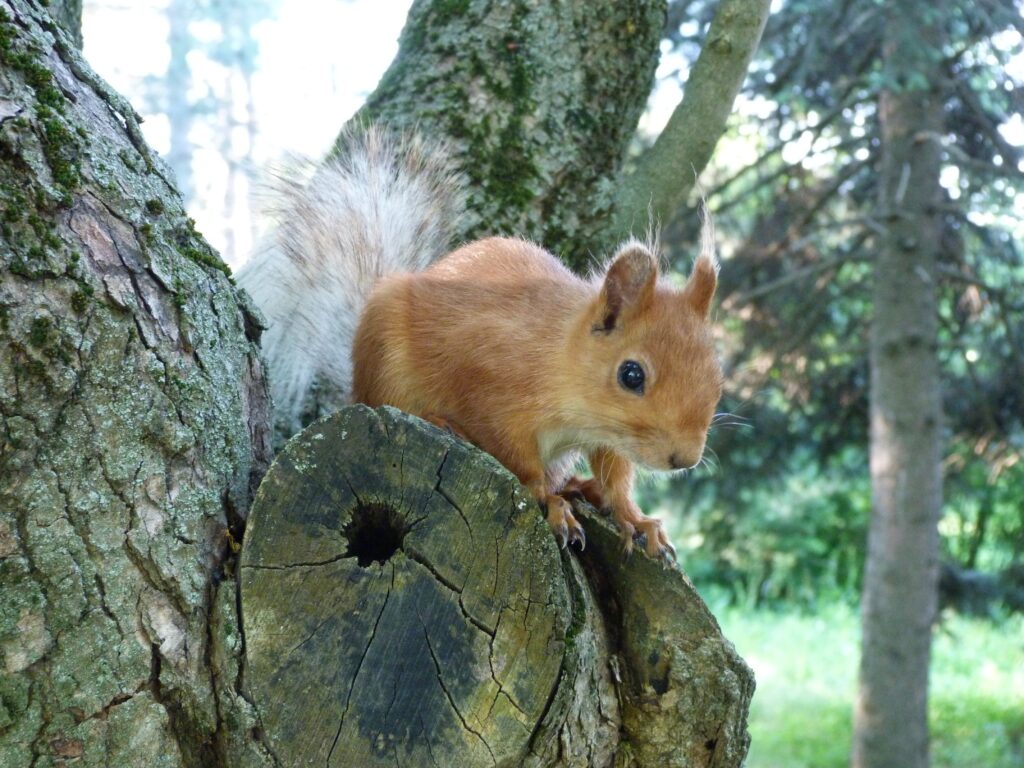 Curious Squirrel Peeking from Tree - Serene Nature Background Wallpaper