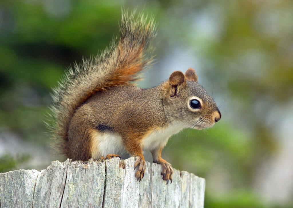 Curious Squirrel Wallpaper: Vibrant Nature Scene Background