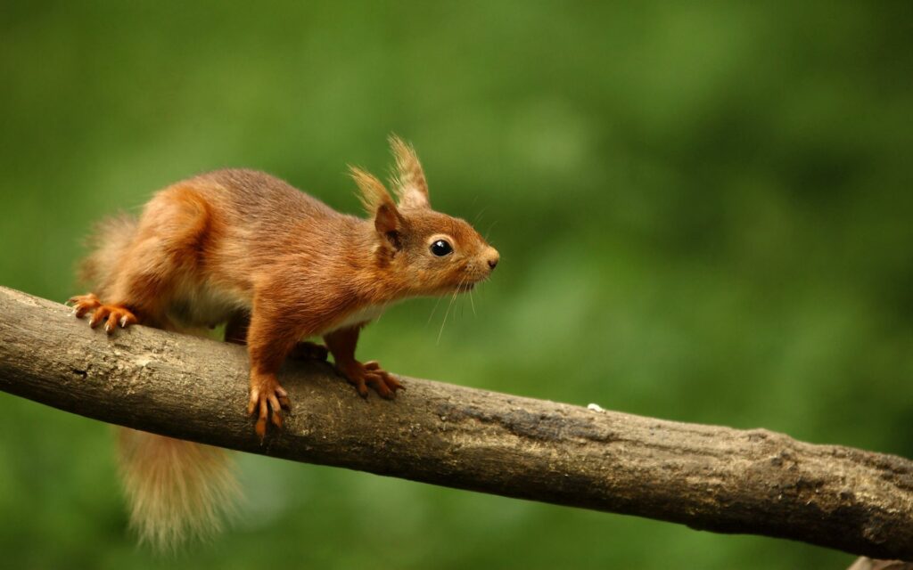 Curious Squirrel on Tree Branch - Lush Green Nature Wallpaper