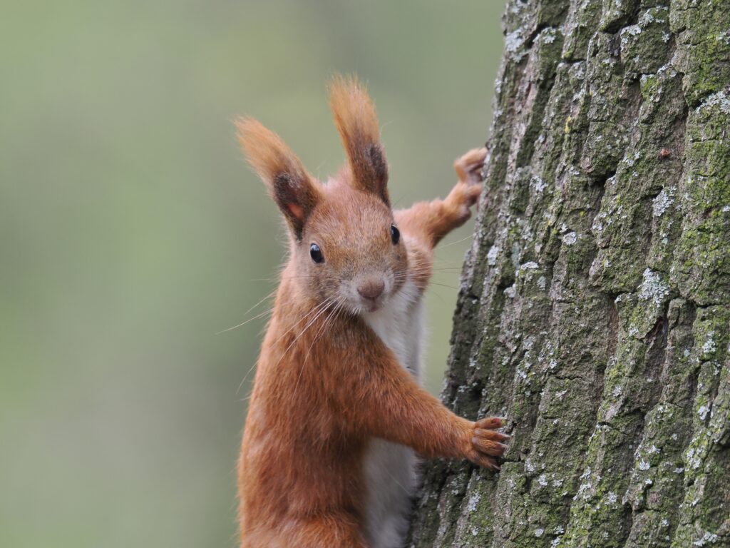 Curious Squirrel on Tree: Vibrant Wildlife Wallpaper Background
