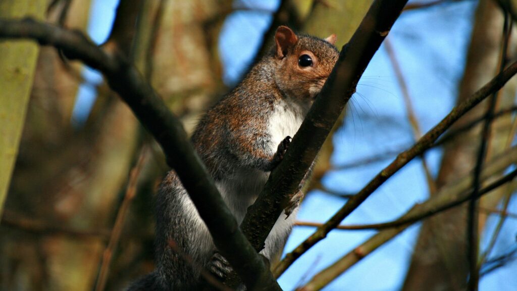 Curious Squirrel Wallpaper: Nature's Beauty at 1920x1080