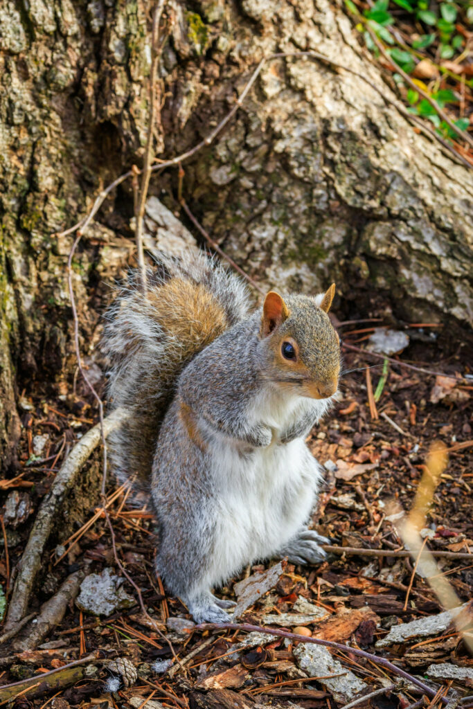Curious Squirrel Wallpaper: Vibrant Forest Scene with Nature's Touch