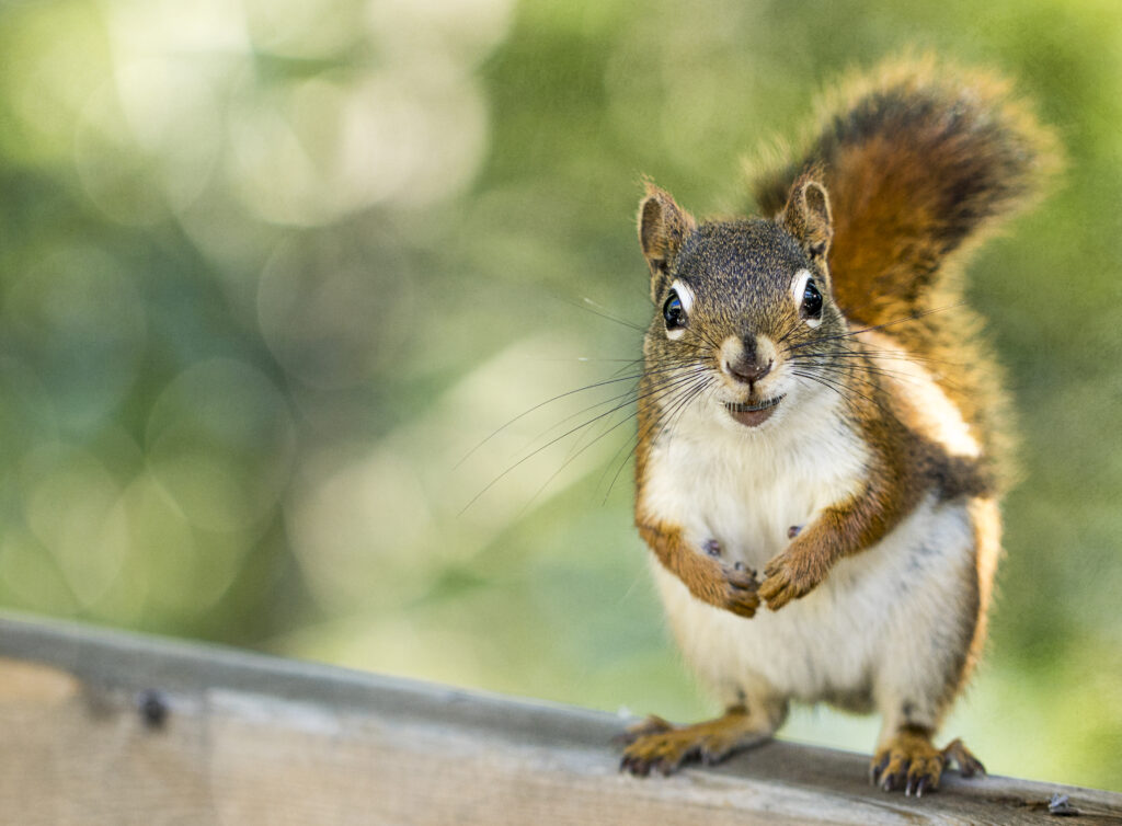 Curious Squirrel on Ledge - Vibrant Nature Wallpaper with Bokeh