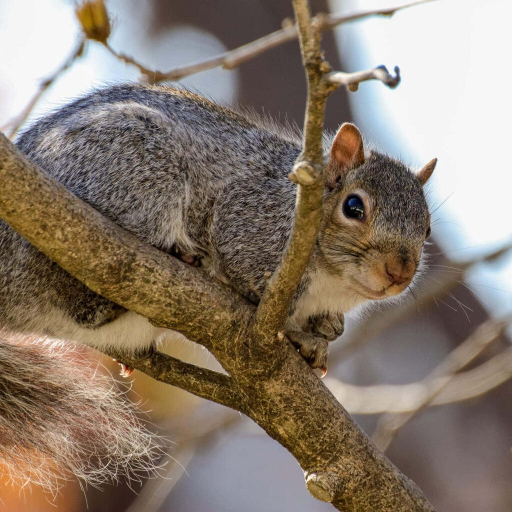 Vibrant Squirrel Wallpaper: Fluffy Tail & Nature Background