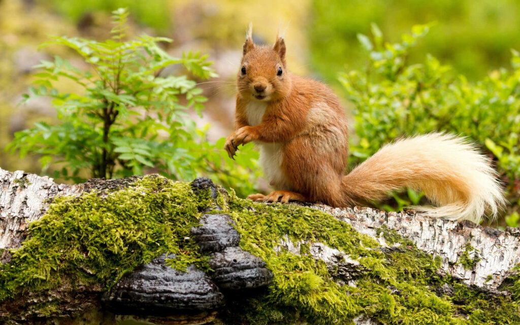 Curious Squirrel Wallpaper: Vibrant Greenery & Mossy Tree Background