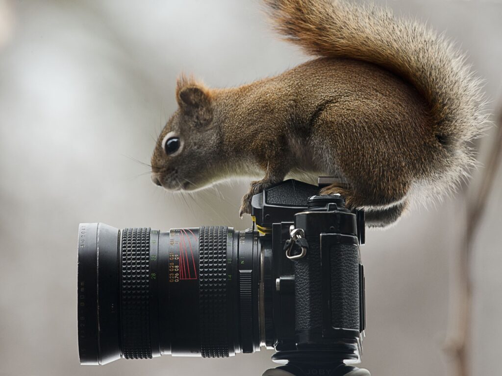 Curious Squirrel on Camera: Nature's Playful Peek Wallpaper