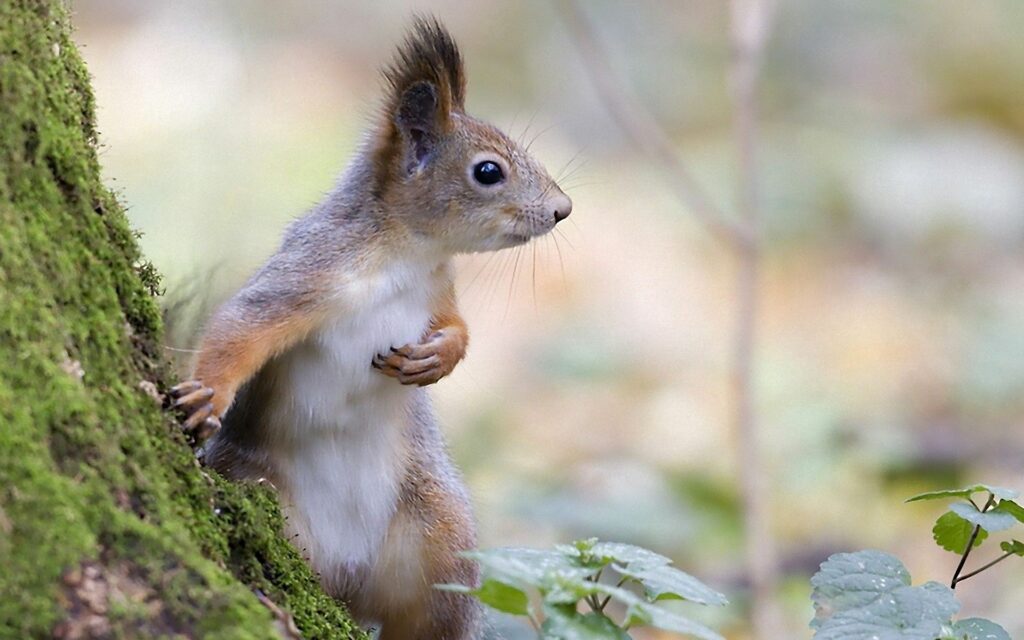 Curious Squirrel on Mossy Tree - Nature Wallpaper 1920x1200