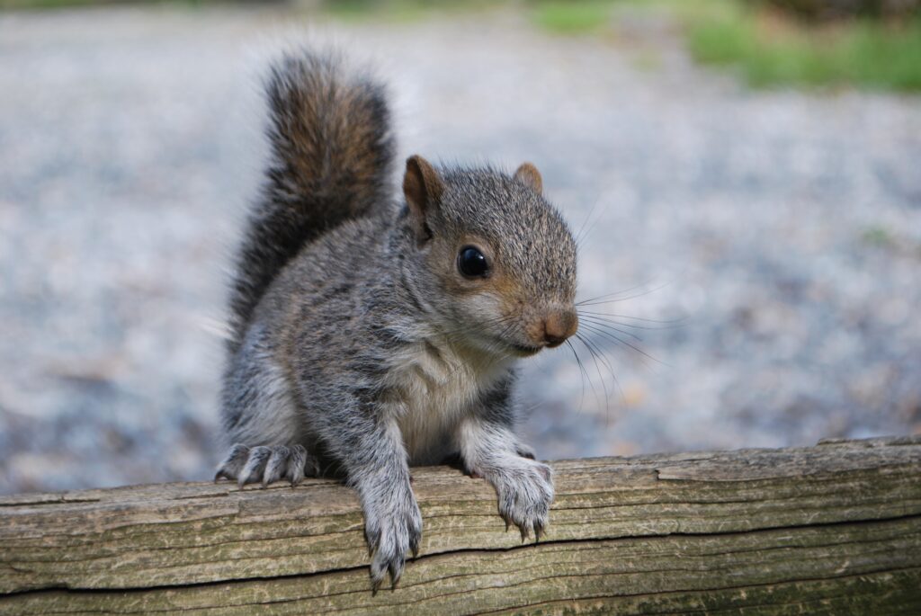 Curious Squirrel on Timber: Serene Outdoor Scene with Bushy Tail Wallpaper