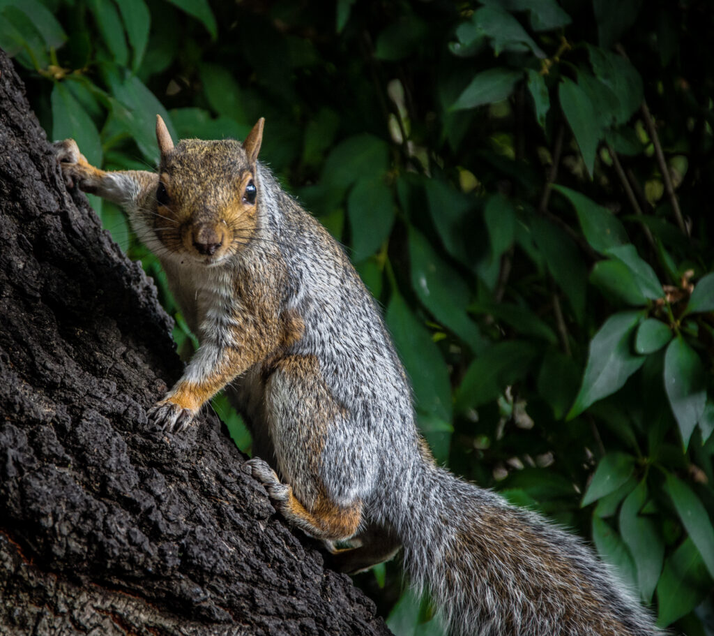 Curious Squirrel on Tree Bark Surrounded by Lush Greenery Wallpaper