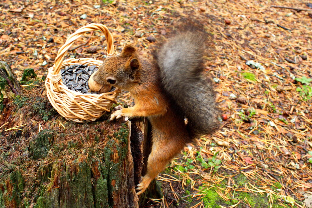 Curious Squirrel on Tree Stump with Wicker Basket of Seeds Wallpaper