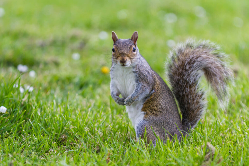 Curious Squirrel Wallpaper: Vibrant Green Field & White Flowers