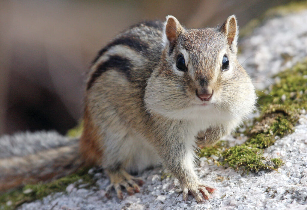 Curious Striped Chipmunk Close-Up: Tranquil Nature Wallpaper