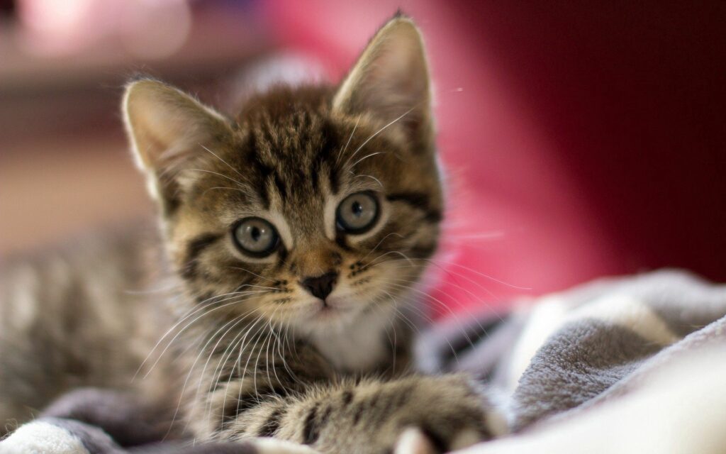 Adorable Striped Kitten Wallpaper: 1920x1200 Curious & Timid