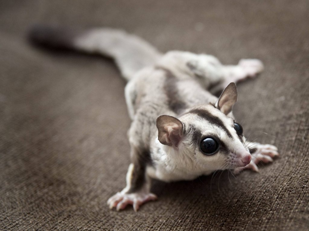 Curious sugar glider with dark stripe resting on textured brown surface in soft natural light Wallpaper