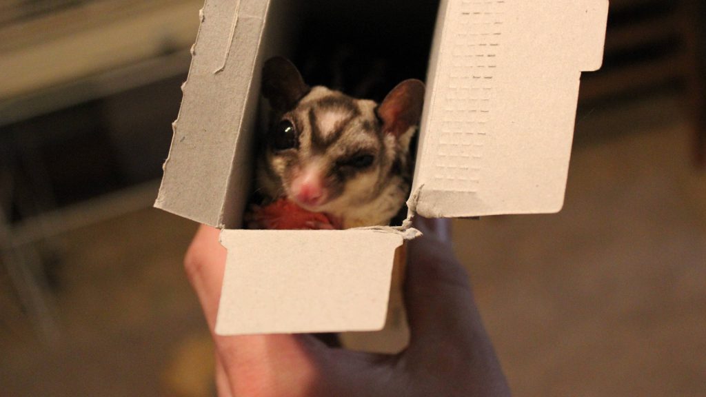 Curious sugar glider peeking from cardboard box close-up warm light nature pet wallpaper