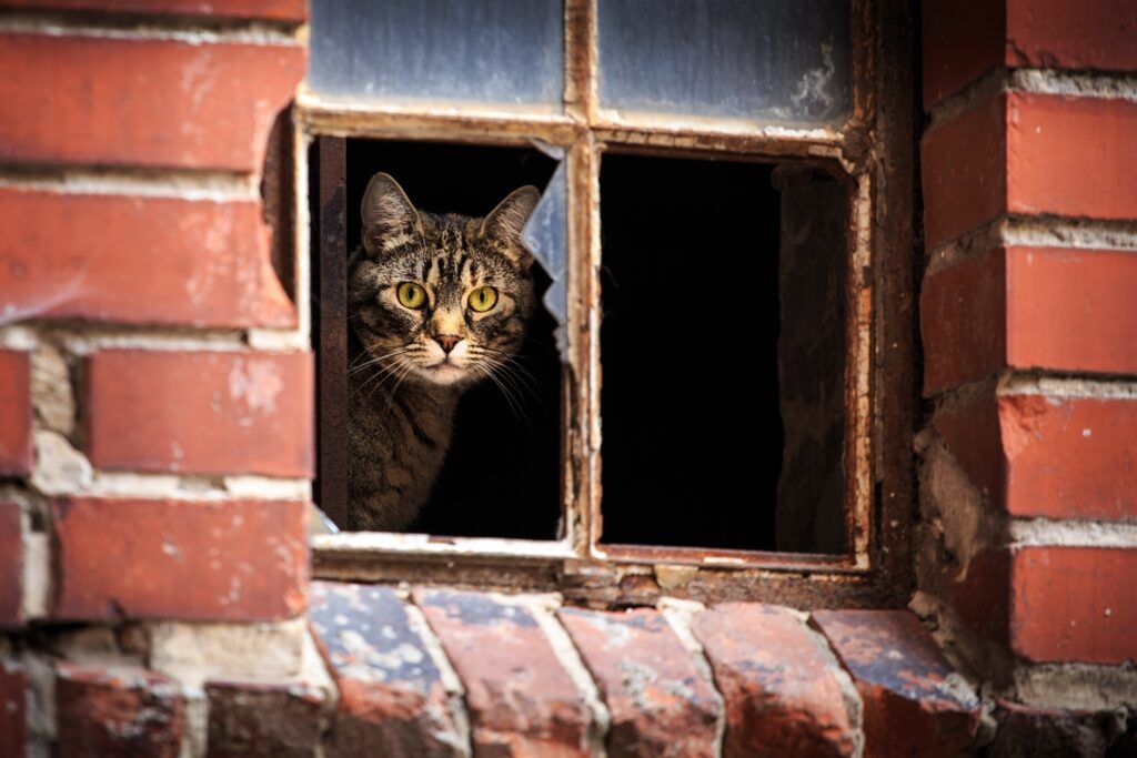 Curious Tabby Cat Peeks Through Rustic Brick Window Panes Wallpaper