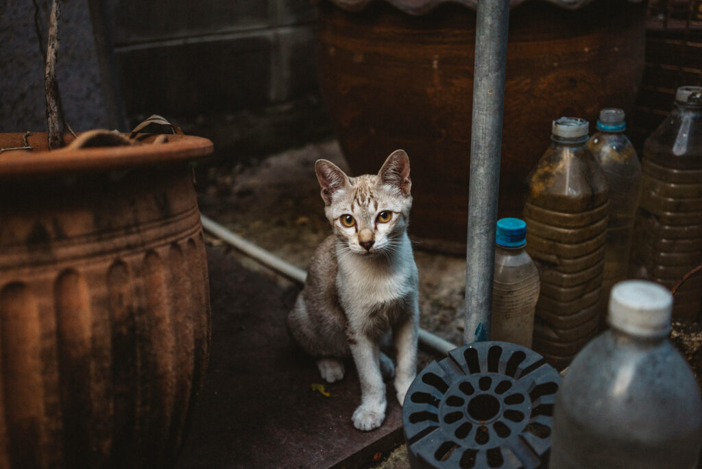 Curious Tabby Kitten Among Urban Objects - Rustic Wallpaper Background