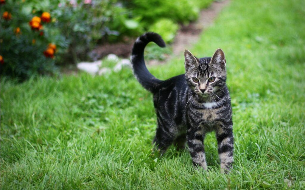 Playful Tabby Kitten Exploring a Vibrant Green Lawn Scene Wallpaper