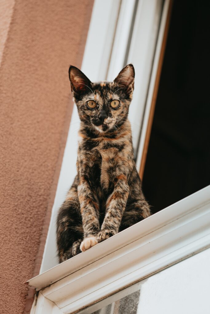 Curious Cat on Windowsill - Tortoiseshell Wallpaper for a Cozy Home