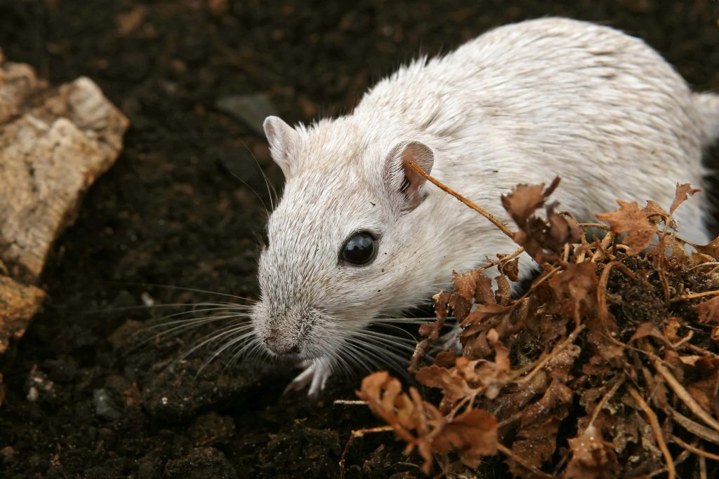 White gerbil on dark soil with dried leaves exploring natural habitat macro wallpaper background