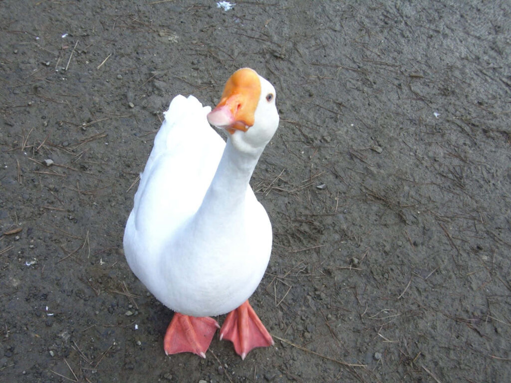 Curious White Goose Wallpaper - Playful Image with Earthy Background