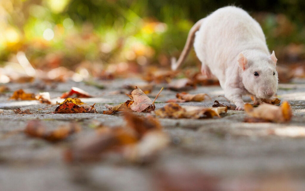 Charming Autumn Scene: Curious White Rat Among Colorful Leaves Wallpaper