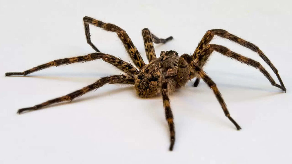 Curious Wolf Spider: Agile Legs & Intricate Patterns on Light Background Wallpaper