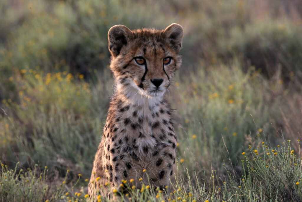 Curious Young Cheetah Cub in Tall Grasses - Nature's Elegance Wallpaper