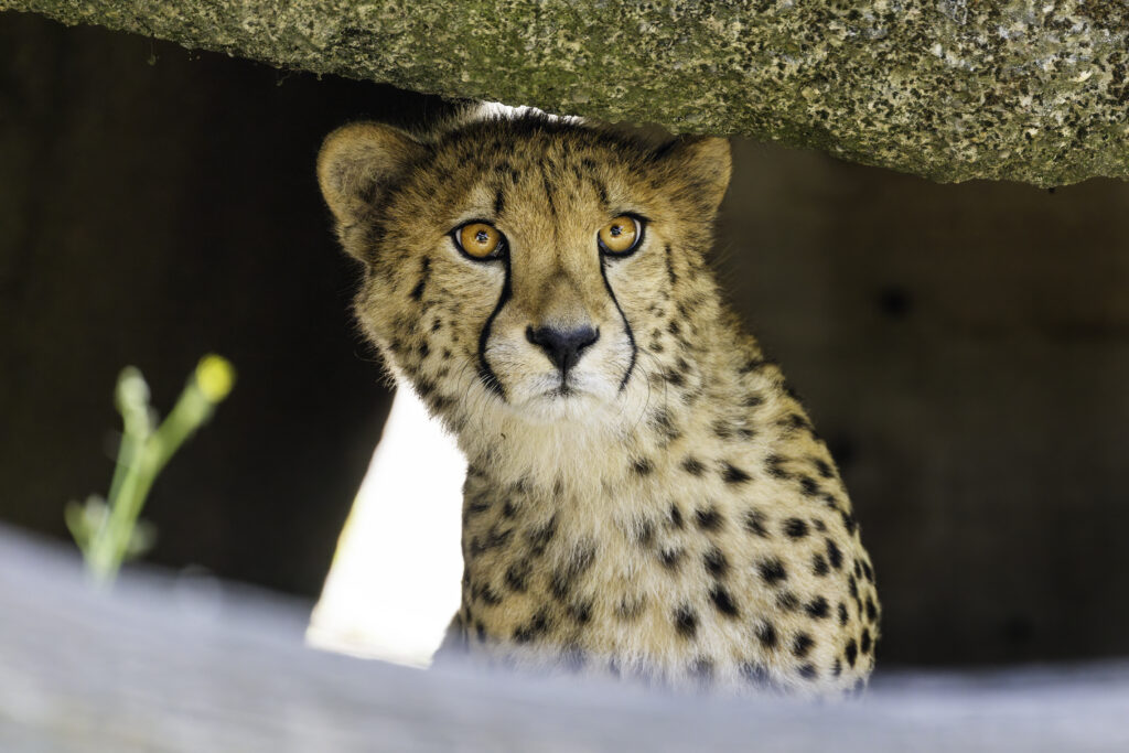Young Cheetah with Amber Eyes Under Rocky Overhang Wallpaper