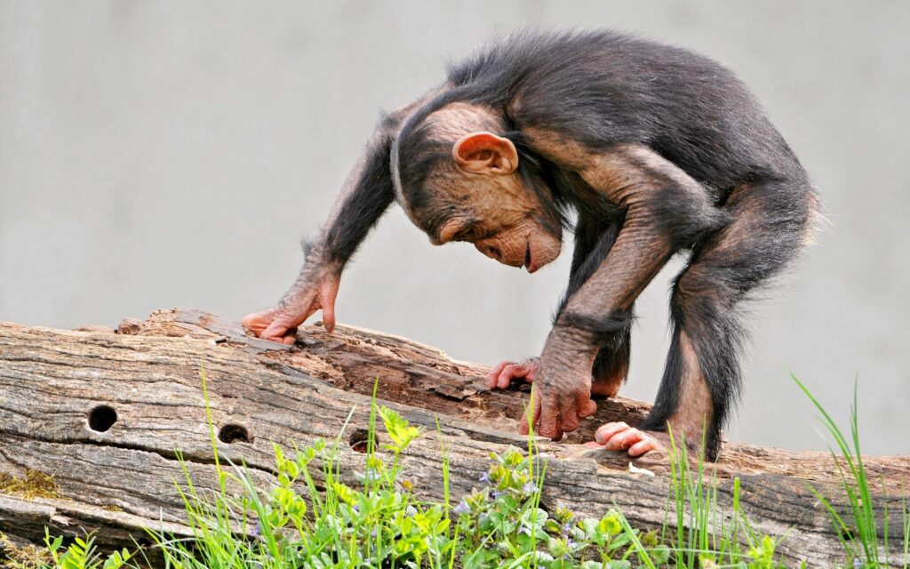 Curious Young Chimpanzee Exploring Log in Green Grass Wallpaper