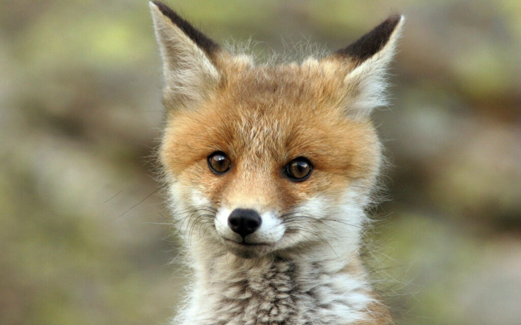 The Inquisitive Young Fox: A Captivating Wallpaper Close-Up