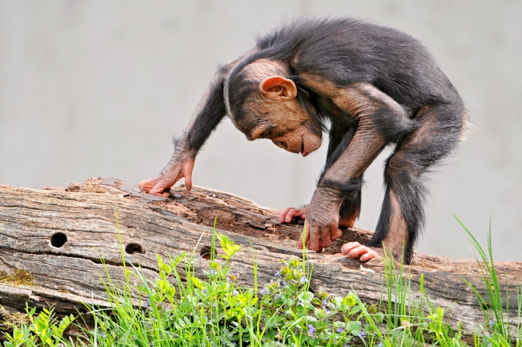Cute Young Monkey Exploring Timber in Lush Natural Setting Wallpaper