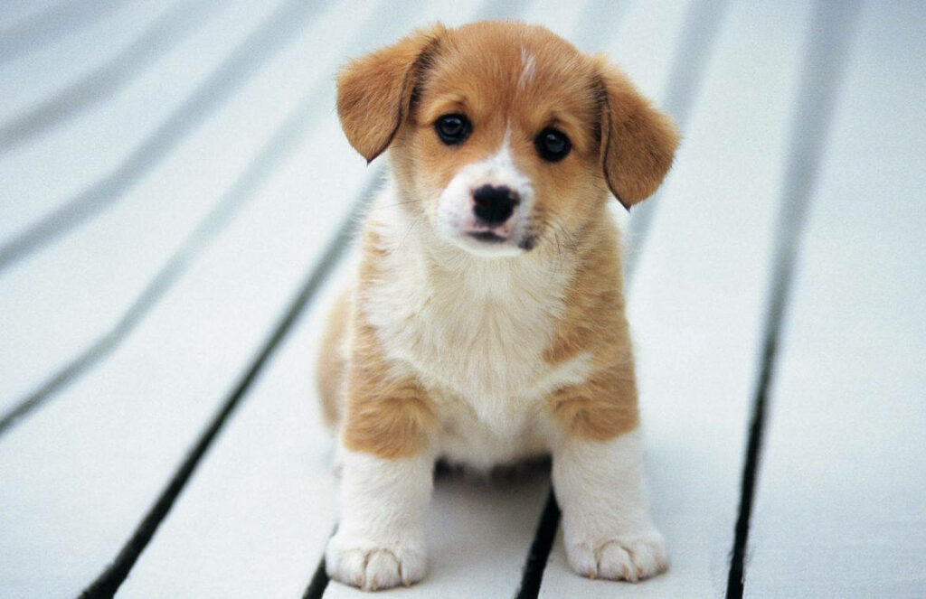 Curious Corgi: Adorable Pup Captivated on a Grey Wooden Stage Wallpaper