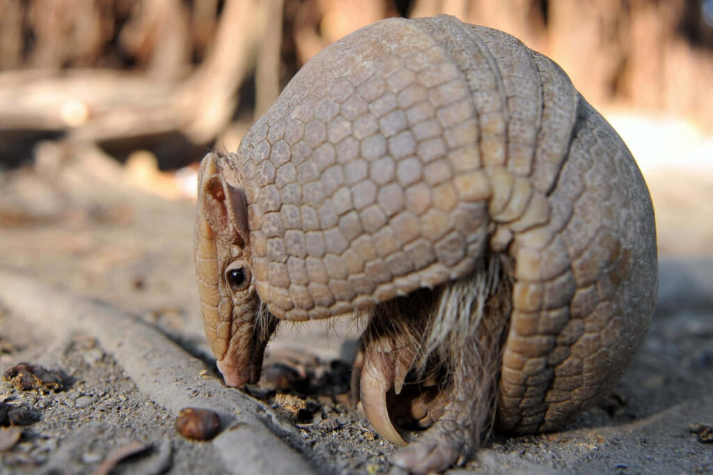 Armadillo curled up showing armor shell on natural earthy ground habitat wallpaper background