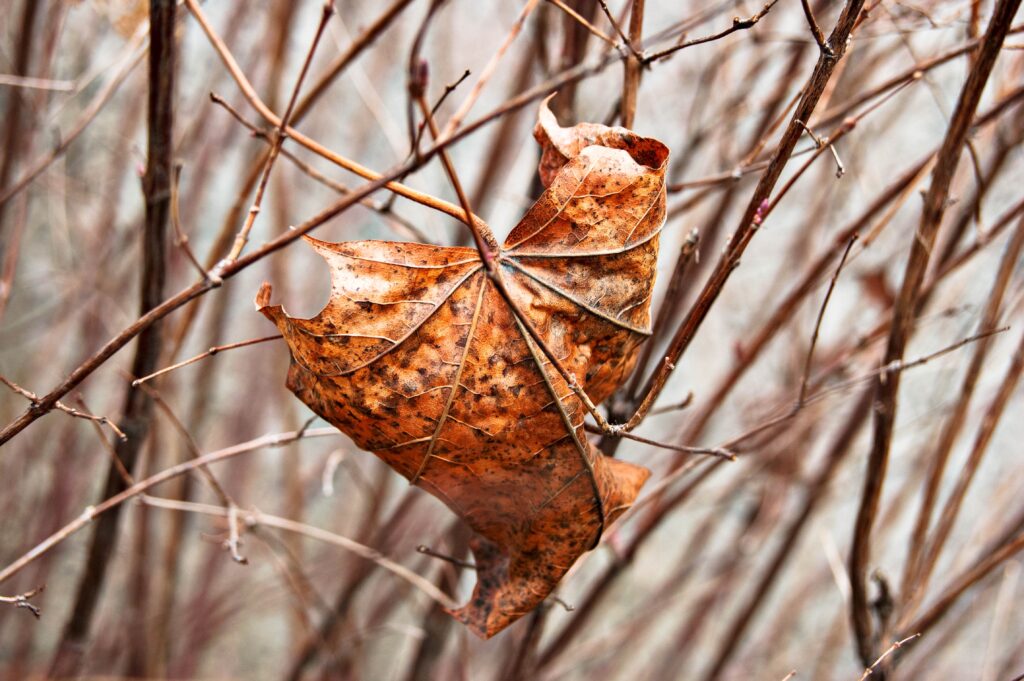 Curled dry maple leaf on bare branches in earthy brown and orange tones autumn wallpaper background