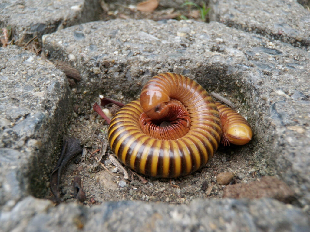 Curled Millipede on Stone Background: Nature's Textured Harmony Wallpaper