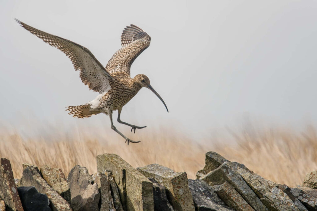 Curlew soaring over rugged stone wall with speckled feathers against soft sky and grasses Wallpaper
