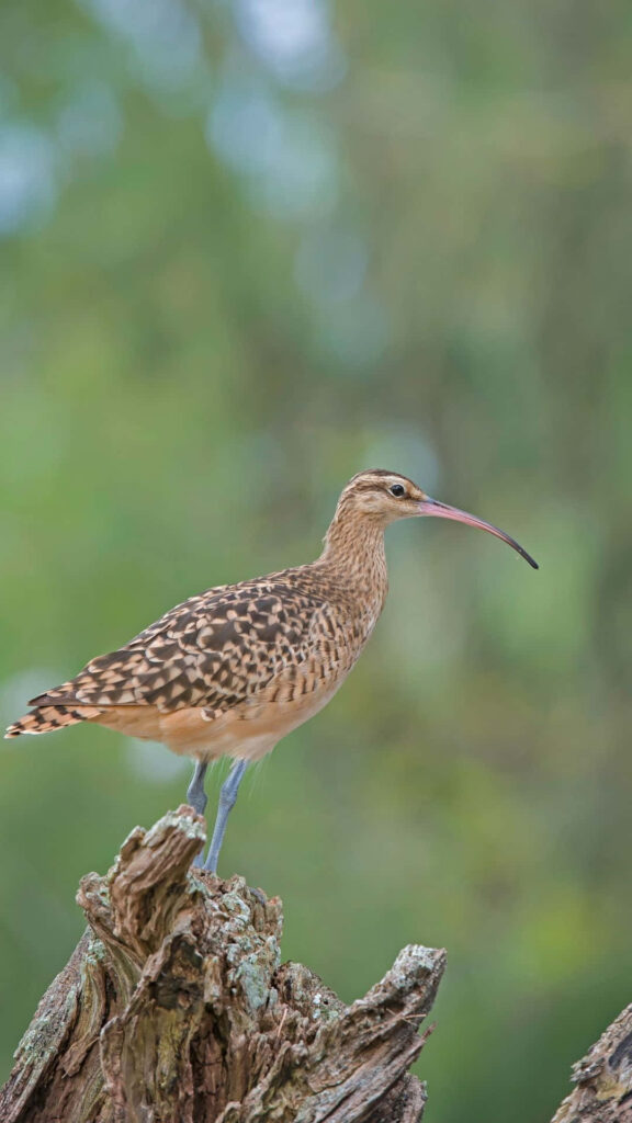 Curlew bird perched on rugged tree stump with curved beak and brown feathers in green nature background Wallpaper