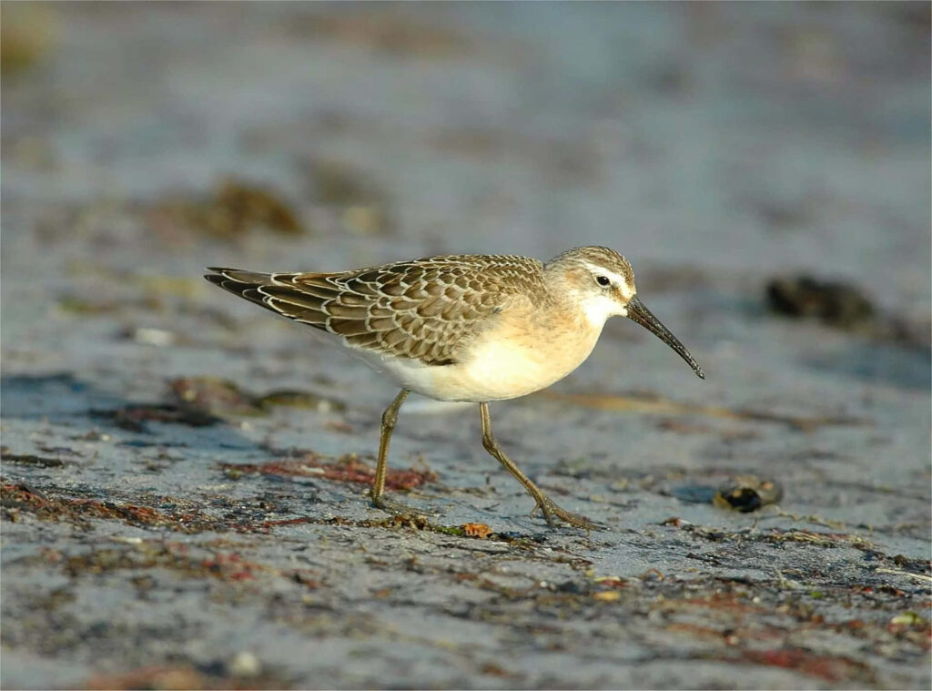 Curlew foraging on sandy shore with slender curved bill and earthy plumage in natural setting Wallpaper