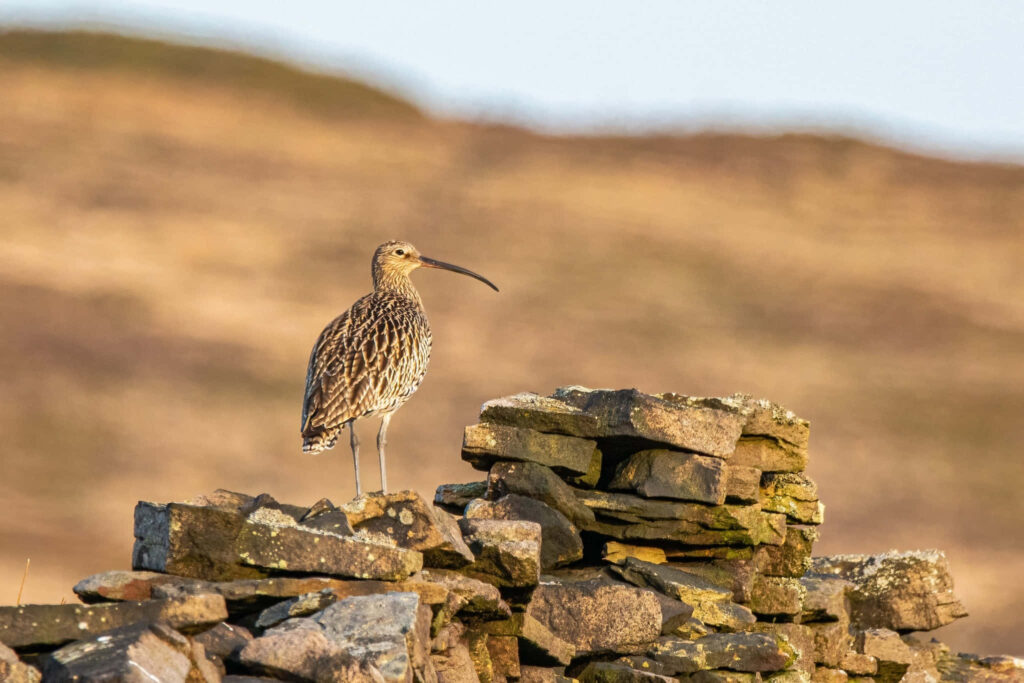 Curlew with long curved beak perched on old stone wall in sunlit rural landscape wallpaper