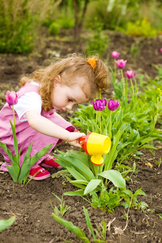 Curly-haired toddler in pink watering vibrant purple tulips with yellow toy can in garden Wallpaper