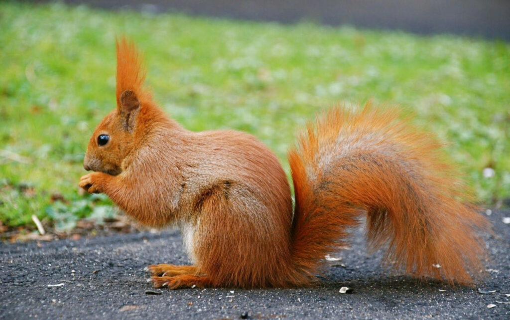 Curvaceous Red Squirrel: A Fluffy-Tailed Marvel in the Animal Planet Scenery Wallpaper